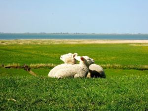 Bild 21: 5*Ferienobjekt "Trottellumme", Urlaub mit Hund, Kamin, Sauna, - 5 P,Nordsee