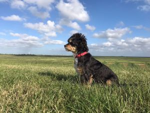 Bild 22: 5*Ferienobjekt "Trottellumme", Urlaub mit Hund, Kamin, Sauna, - 5 P,Nordsee