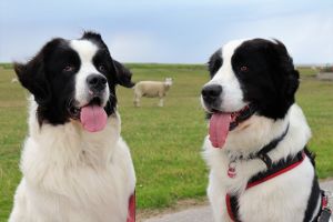 Bild 23: 5*Ferienobjekt "Trottellumme", Urlaub mit Hund, Kamin, Sauna, - 5 P,Nordsee