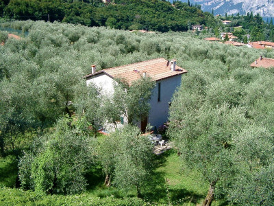 Bild: Ferienhaus LAURA in Malcesine in einem 2500 m² großen Olivenhain
