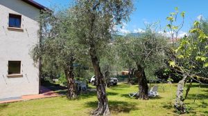 Bild 6: Ferienhaus Laura in Malcesine in einem 2500 m² großen Olivenhain