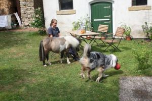 Manchmal muss auch der Mr. Macciato mit an die Leine - Bild 14: Ferienzimmer und Ferienwohnung auf dem Bauernhof