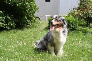 Einer unserer Hofhunde - Bild 13: Ferienzimmer und Ferienwohnung auf dem Bauernhof