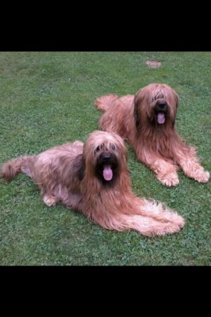 Bonita und Amigo liebe Gäste - Bild 16: Fewo-Haus- Arnolde Nordsee Ostfriesl. EingezGarten, Rolliger. Senioren Hund