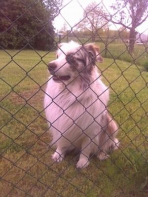 Major Tom hält Ausschau - Bild 6: Fewo-Haus- Arnolde Nordsee Ostfriesl. EingezGarten, Rolliger. Senioren Hund