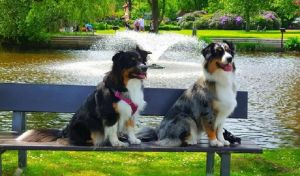 Anny und Luna Sheperd - Bild 5: Fewo-Haus- Arnolde Nordsee Ostfriesl. EingezGarten, Rolliger. Senioren Hund