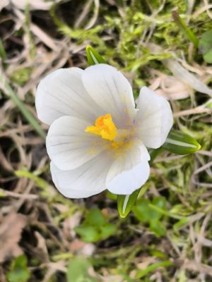 Wenn der Schnee im Oberallgäu schmilzt, erobern die ersten Frühjahrsboten die Bergwiesen und setzen bunte Farbtupfer. - Bild 15: Ferienwohnung "Stantes" - Oberallgäu - Hunde herzlich willkommen