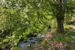 in der nahen Umgebung gibt es einige Badestellen für die Hunden - Bild 40: exklusive FeWo Waldblick, 2 Schlafzimmer, Elektrokamin, Garten