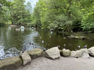 im Kurpark könnt ihr die Enten füttern es steht ein Futterautomat Vorort - Bild 47: exklusive FeWo Waldblick, 2 Schlafzimmer, Elektrokamin, Garten