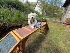 mit viele Spielsachen - Bild 37: exklusive FeWo Waldblick, 2 Schlafzimmer, Elektrokamin, Garten