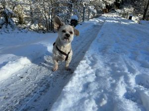 Toben und spielen im Schnee, das gefällt den Hunden - Bild 54: exklusive FeWo Waldblick, 2 Schlafzimmer, Elektrokamin, Garten