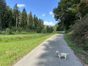 wandern zum Rohmbachhof
Premium Wanderweg Heidelbeerweg
Bärlochkar
und einige Wege zum gemütlichen spazieren gehen - Bild 44: exklusive FeWo Waldblick, 2 Schlafzimmer, Elektrokamin, Garten