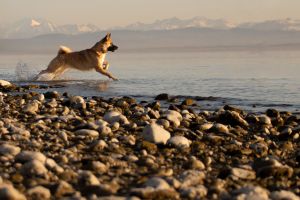 Bild 19: Ferienwohnung Sylvia & Oliver Schön Bodensee