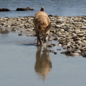 Badespaß für Zwei- und Vierbeiner - Bild 6: Ferienwohnung Sylvia & Oliver Schön Bodensee