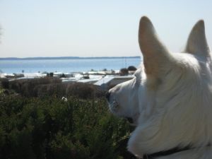 Hier steht unser "Wuffi" mit den Vorderpfoten auf einem Stuhl und genießt auch den Ausblick. - Bild 3: Ostsee bei Grömitz, Lübecker Bucht, Meersicht, Hunde willkommen