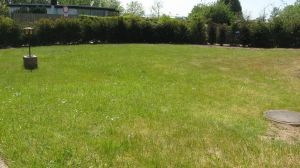 Großes, eingewachsenes und komplett eingezäuntes Grundstück für Hunde bestens geeignet. - Bild 2: Nahe Grömitz Neustadt Pelzerhaken Rettin Ostsee Hunde willkommen