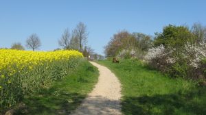 Der Weg zum Hundestrand führt über die Steilküste und ist schon für sich sehr schön. Zum Strand kommen sie direkt flach, da die Steilküste hier wellenförmig verläuft und nicht besonders hoch ist. - Bild 11: Nahe Grömitz Neustadt Pelzerhaken Rettin Ostsee Hunde willkommen