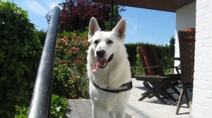 Hier sehen Sie unseren "Zaun-Dichtigkeits-Inspekteur". Wo der nicht rauskommt, ist bisher noch kein anderer "Freigänger" rausgekommen.; -) - Bild 4: Hundefreundlich Ostsee mit tollem Meerblick