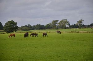 Bild 13: Wangerland: Zum alten Friesen Fewo FRIESO bei Hooksiel, Hunde willkommen!
