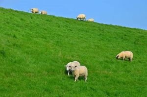 Bild 13: Hooksiel: Fewo KRABBE. Zentral, strandnah, mit Terrasse, max. 2 Hunde!