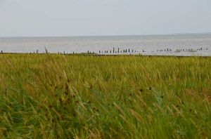 Bild 12: Hooksiel: Fewo KRABBE. Zentral, strandnah, mit Terrasse, max. 2 Hunde!