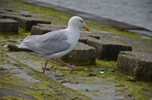 Bild 12: Hooksiel: Fewo MUSCHEL. Zentral, strandnah, Terrasse+Balkon, max. 2 Hunde!