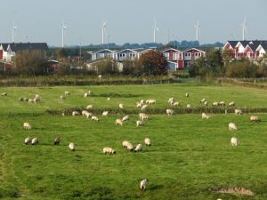 Bild 19: Ferienhaus "Lachmöwe", Urlaub mit Hund, Kamin, Sauna, Zaun, - 6 P., Nordsee