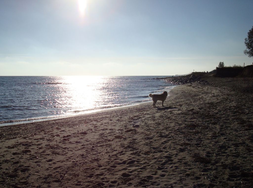 Bildergalerie von Chalet &quot;Nordwind&quot; für 2 3 Pers. Ostsee mit Hund