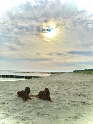 Bild 11: Ferienwohnung Sonnenblume in Achtern Diek, Zingst