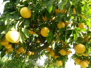 Bild 13: Barrierefreies Ferienhaus in Portugals grüner Mitte