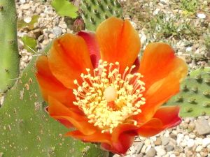 Bild 11: Barrierefreies Ferienhaus in Portugals grüner Mitte