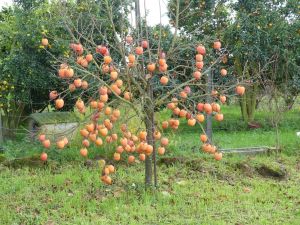 Bild 14: Barrierefreies Ferienhaus in Portugals grüner Mitte
