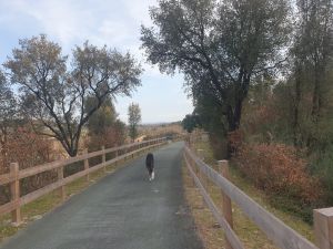 Bild 17: Barrierefreies Ferienhaus in Portugals grüner Mitte