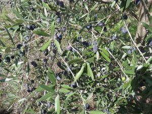 Bild 15: Barrierefreies Ferienhaus in Portugals grüner Mitte