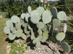 Bild 10: Barrierefreies Ferienhaus in Portugals grüner Mitte