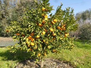 Bild 12: Barrierefreies Ferienhaus in Portugals grüner Mitte