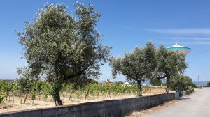 Bild 16: Barrierefreies Ferienhaus in Portugals grüner Mitte