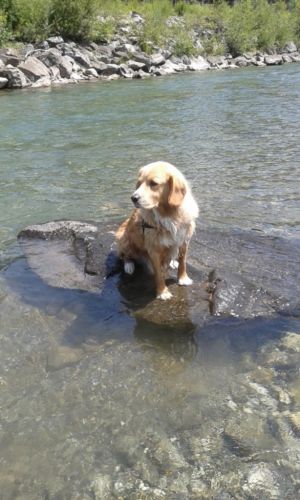 Sam in der Iller - Bild 6: Pension Landhaus Barbara in Fischen i. Allgäu