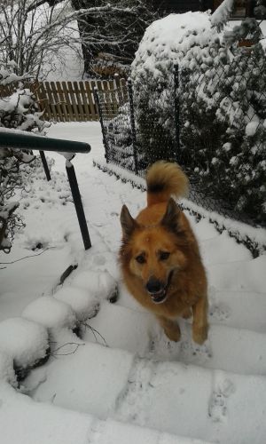 Bild 18: Ferienhaus Woodland Lodge mit eingezäuntem Garten in Winterberg-Niedersfeld
