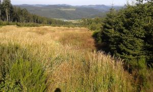 Wanderung zum Clemensberg(838m N.N)Entfernung ca. 3km bis zum Gipfel - Bild 21: Ferienhaus Woodland Lodge mit eingezäuntem Garten in Winterberg-Niedersfeld
