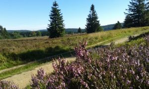 Nahegelegenes Naturschutzgebiet Hochheide läd zum Wandern ein - Bild 22: Ferienhaus Woodland Lodge mit eingezäuntem Garten in Winterberg-Niedersfeld