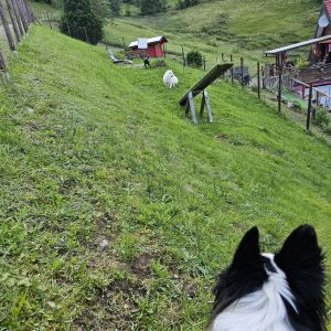Bild 18: Außergewöhnliche luxuriöse Ferienwhg. im Schwarzwald - kl. Skulpturengarten