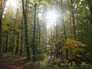 Bild 4: Ferienhaus Sam, Schwäbische Alb, Hunde willkommen, 1200qm Garten