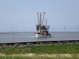 ein Erlebnis für jung und alt - Bild 12: Haus Strandläufer direkt hinterm Deich Hunde & Kinder herzl. willkommen