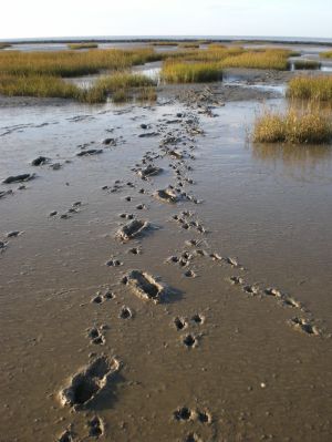 bei uns können Sie Ihre Spuren im Watt hinterlassen - Bild 14: Haus Strandläufer direkt hinterm Deich Hunde & Kinder herzl. willkommen