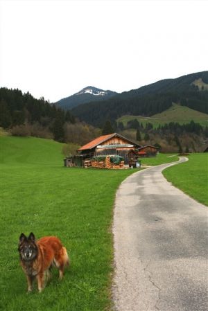 unzählige markierte Wanderwege ab Haus - Bild 11: Ferienhaus "Häusl" in Pfronten im Allgäu