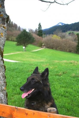 im Ferienhaus sind Hunde herzlich willkommen - Bild 10: Ferienhaus "Häusl" in Pfronten im Allgäu