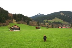 Wanderwege direkt vom Haus aus erreichbar - Bild 9: Ferienhaus "Häusl" in Pfronten im Allgäu