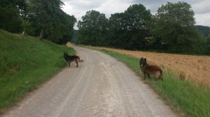 Bild 6: Ferienhaus Gabriela mit eingezäunten Garten und privatem Swimmingpool