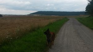 Bild 5: Ferienhaus Gabriela mit eingezäunten Garten und privatem Swimmingpool